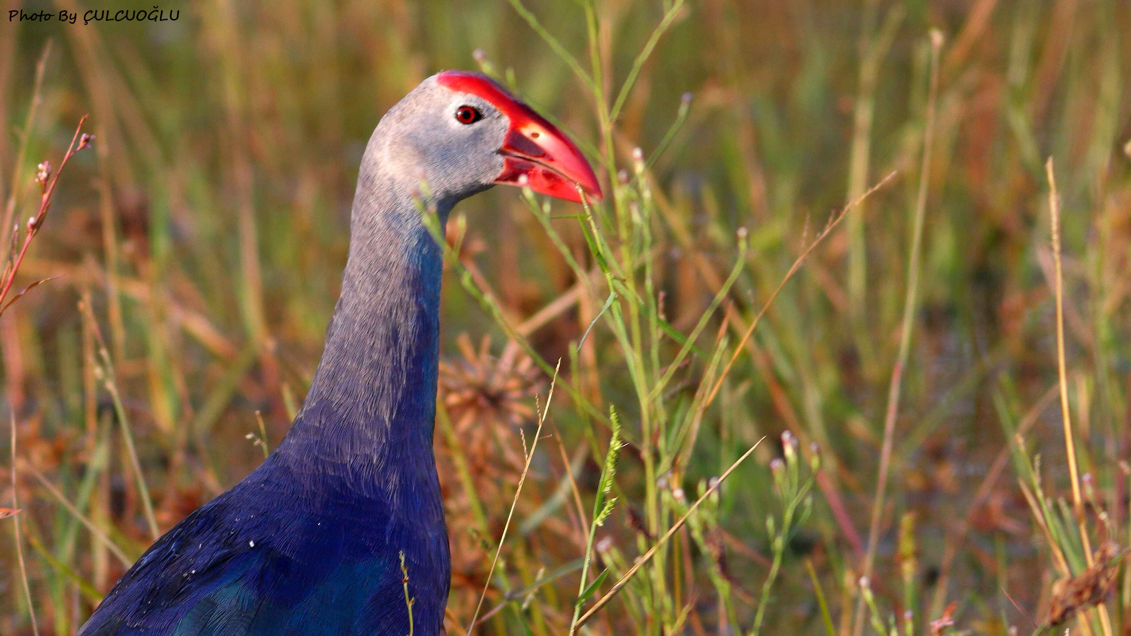 Western Swamphen